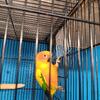 Sun conure