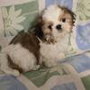 Shih-tzu little boy