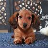 Bugsy Long Haired Wild Boar Dachshund