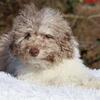 Ready Mr Blue eyes Poodle toy/mini 