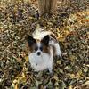 Akc male papillon stud only