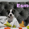 8 Boston Terrier Puppies For Sale