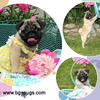 Pug Puppies in Wisconsin