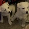Free: 15 month Old Female 1 5 month old Female