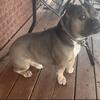 Male American bully 