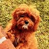 Adorable 14-Week-Old Female Cavapoo Puppy