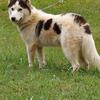 Piebald siberian husky. Showlines.
