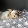 Yorkie Available 