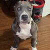AMERICAN BULLY XL. THE BEST PUPPIES IN MIAMI WITH THE BEST BLOODLINE