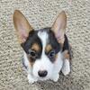 Pembroke Welsh Corgi 