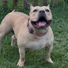 Female American bully