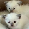 TICA Registered Siamese Kittens