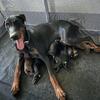 AKC European Doberman Pups