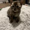 Tica registered Bengal kittens