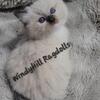 TICA registered ragdoll kittens