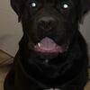 📣 STUD SERVICE AVAILABLE – Cane Corso Male 🐾