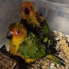 Birds conure mutation