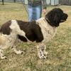 Newfoundland stud service 