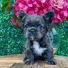Fluffy French Bulldog Female 