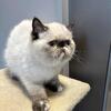 Seal points Exotic shorthair 