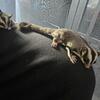 Two Sugar Gliders For Sale