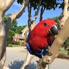 Eclectus Solomon Island babies females middle GA area, will ship