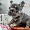 AKC French Bulldogs! 