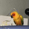 Female Sun Conure