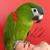 Hahns Macaw 