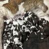 Saint Bernard puppies 