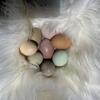 Easter Egger/Olive Egger/Speckled Egger Chicks $5