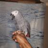 African grey