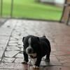 American pocket bullies