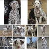 Liver and white Dalmatian puppies coming November 2024 !