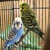 Pair of parakeets 