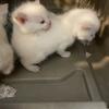 flame point siamese young males