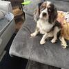 King Charles spaniel 