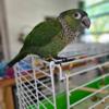 Female Black Cap Conure