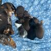 Mini Dachshund puppies 