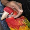 Scarlet Macaw 