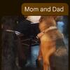 AKC German Shepherd puppies 