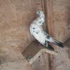 iraqi pigeons for sale Anabersra