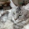 Female Maine coon 