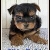 Gibbs Male Yorkshire Terrier