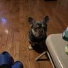 FRENCH BULLDOG FOR SALE (FRENCHIE)