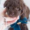 TOY POODLES FOR SALE