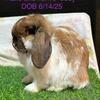 Young Holland lop doe