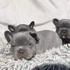 🌻🌼🌷🌾 Amazing Solid Blue French Bulldog Puppies Now Available 🌻🌼🌷🌾