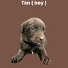 Black Labrador retriever puppies Full AKC Registration 