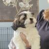 AKC Lhasa Apso pups,  Available now.